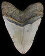 Giant, Megalodon Tooth - North Carolina #59009-2